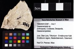 Foto (Objket + Etiketten) von Glaessneropsis sp. 